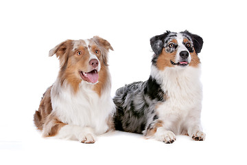 Image showing Two Australian Shepherd dogs