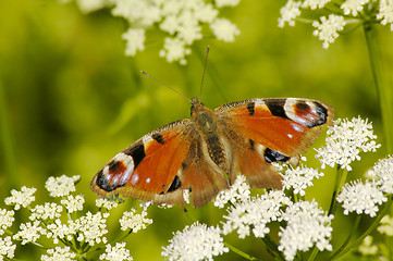 Image showing Peacock Butterfly