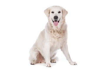 Image showing Golden Retriever