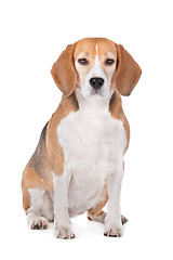 Image showing Beagle