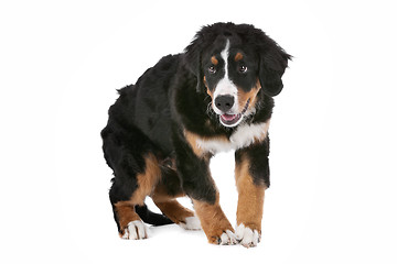 Image showing Bernese Mountain Dog puppy