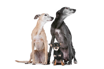 Image showing two greyhounds and a chihuahua