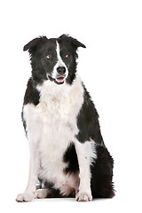 Image showing Border Collie