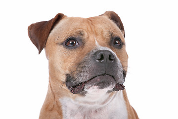 Image showing staffordshire bull terrier