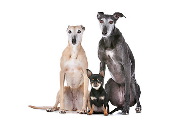 Image showing two greyhounds and a chihuahua