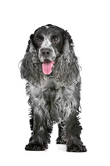 Image showing blue roan cocker spaniel