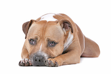 Image showing staffordshire bull terrier