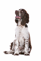 Image showing Springer Spaniel