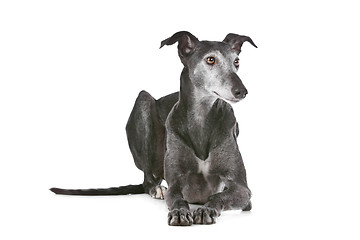 Image showing Old greyhound