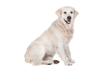 Image showing Golden Retriever