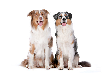 Image showing Two Australian Shepherd dogs