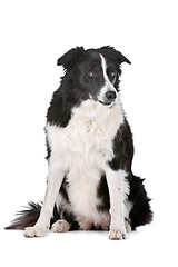 Image showing Border Collie