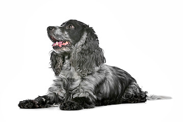 Image showing blue roan cocker spaniel