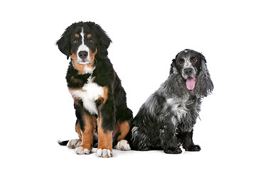 Image showing two dogs