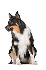 Image showing Border Collie