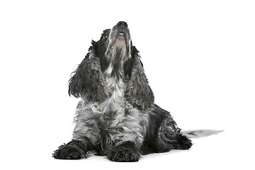 Image showing blue roan cocker spaniel