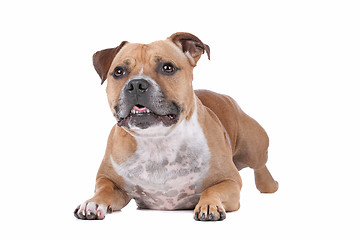 Image showing staffordshire bull terrier