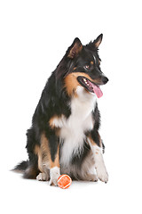 Image showing Border Collie