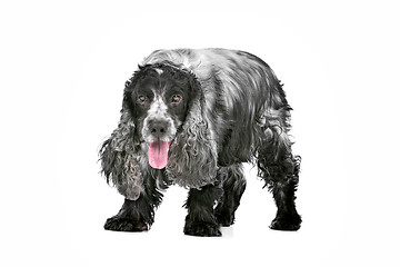 Image showing blue roan cocker spaniel