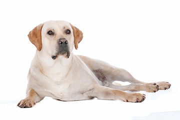 Image showing Labrador Retriever