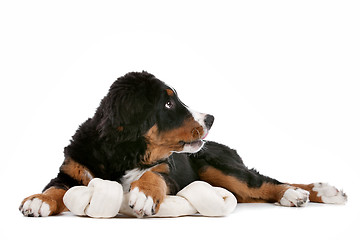 Image showing Bernese Mountain Dog puppy