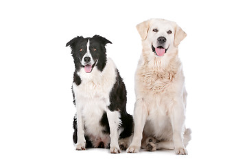 Image showing Golden Retriever and a border collie