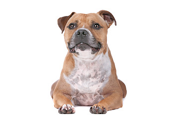 Image showing staffordshire bull terrier