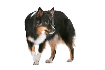 Image showing Border Collie