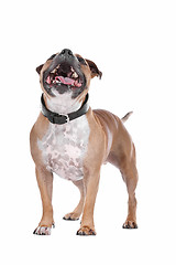 Image showing staffordshire bull terrier