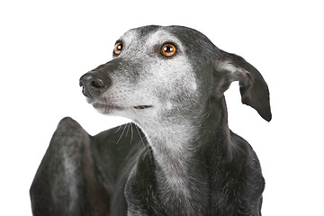 Image showing Old greyhound