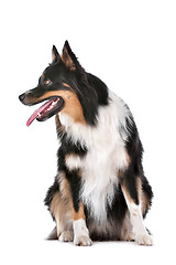 Image showing Border Collie