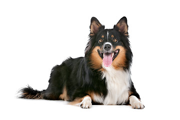 Image showing Border Collie