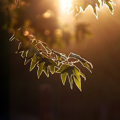 Image showing Evening forest