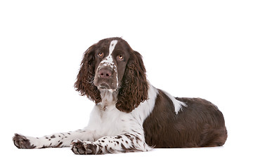 Image showing Springer Spaniel