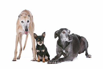 Image showing two greyhounds and a chihuahua