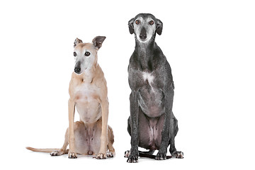Image showing Two greyhound dogs