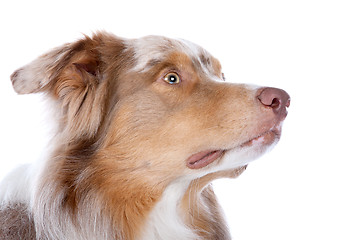 Image showing Australian shepherd