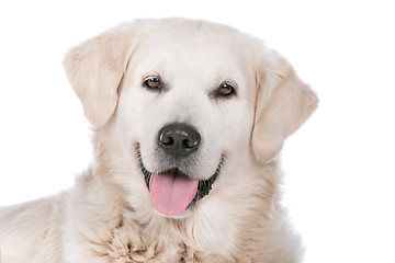 Image showing Golden Retriever