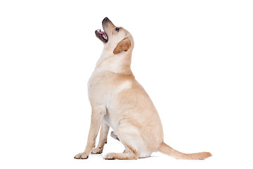 Image showing Labrador Retriever