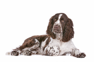 Image showing Springer Spaniel