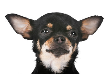 Image showing Chihuahua dog