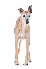 Image showing Old greyhound
