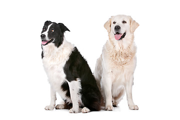 Image showing Golden Retriever and a border collie