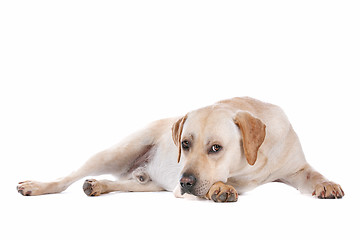 Image showing Labrador Retriever