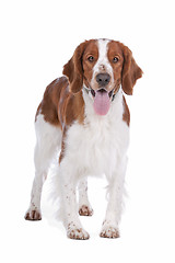 Image showing Springer Spaniel