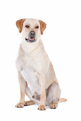 Image showing Labrador Retriever