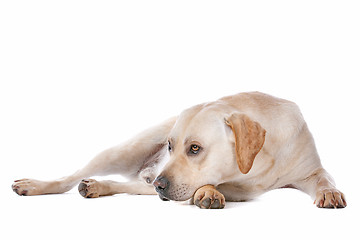 Image showing Labrador Retriever