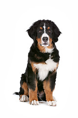 Image showing Bernese Mountain Dog puppy