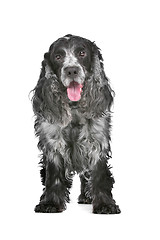 Image showing blue roan cocker spaniel