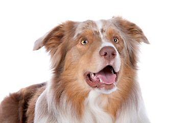 Image showing Australian shepherd